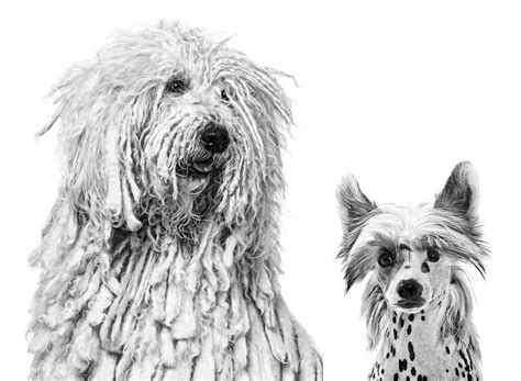 Quality & Food Safety | Royal Canin IN