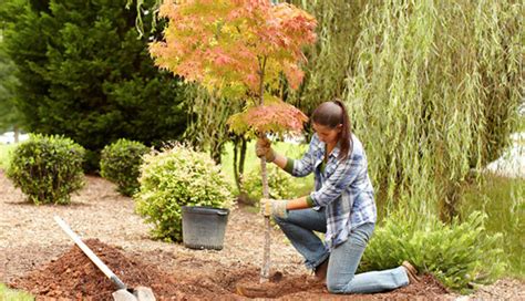 5 Reasons To Plant More Trees at Home - lifeberrys.com