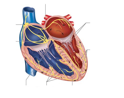 Image result for Cardiac Conduction System Disorders