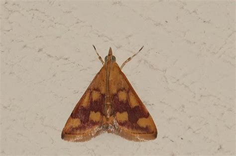 Pyrausta phoenicealis | Moths