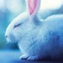 Image result for Kawaii White Bunny