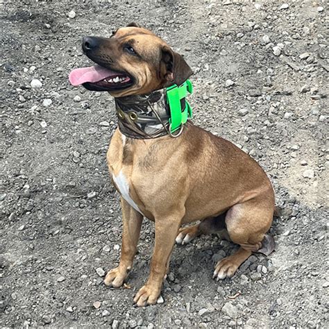 Cut Gear – Outdoor Dog Supply