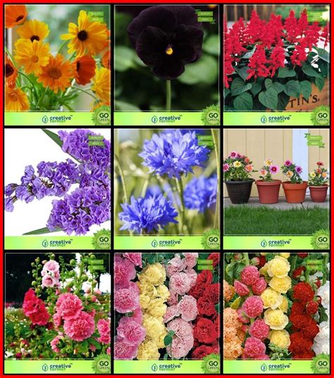 OhhSome Seeds For Gardening - Flower Seeds Combo - Eco : Amazon.in ...