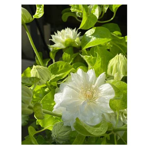 Clematis patens 'duchess of edinburgh' | Seeding