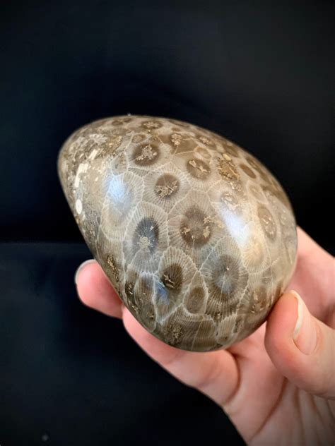 Beautifully Hand Polished Petoskey Stone