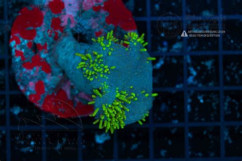 Sarcophyton Neon Green Polyps (Filter)-WE3_251213_100