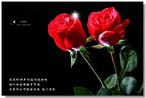 有关情人節, 愛, 玫瑰的免费素材图片