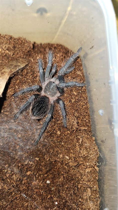 Salmon pink birdeater : r/tarantulas