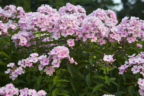 Garden Phlox (Tall Phlox): Care and Growing Guide