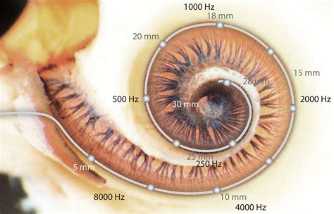 How the Ear Hears Sound | The MED-EL Blog