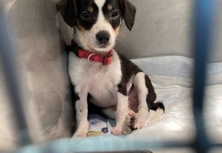 FOUR PAWS Blog & News - Animal Welfare Organisation