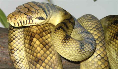 Amethystine python facts, distribution & population | BioDB