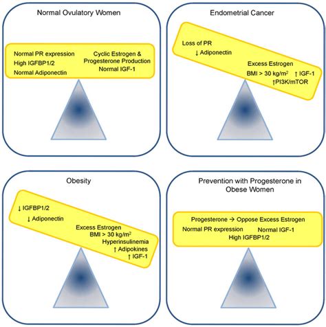 Catch It Before It Kills: Progesterone, Obesity, and the Prevention of Endometrial Cancer - PMC