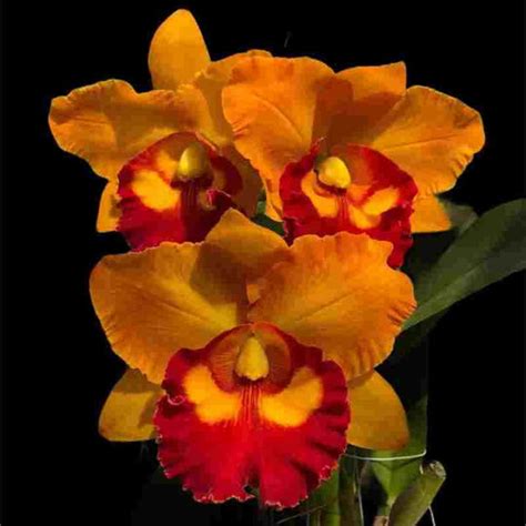 Rlc. Nakornchaisri Delight 'No-1' – EXOTICA ORCHIDS