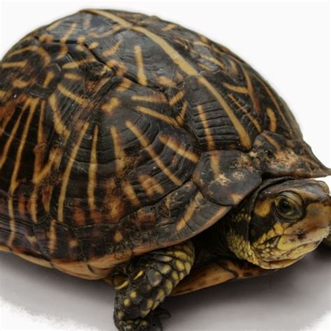 Image result for RapidMiner Tutorial