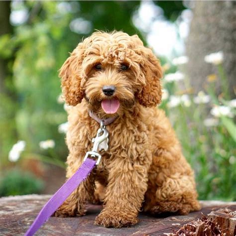 Image result for Small Cockapoo