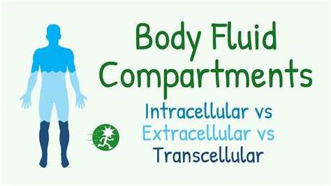 Image result for Transcellular Fluid Examples