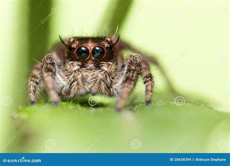Jumping spider portrait stock photo. Image of face, macro - 28438394