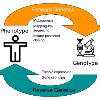 Image result for Forward Genetics