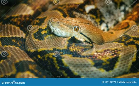 Giant Reticulated Python 的图像结果