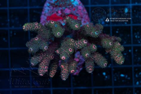 Acropora millepora Multicolor (Filter)-SPS1_251128_277