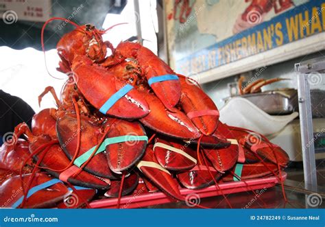 Stack of live red lobsters stock image. Image of wharf - 24782249