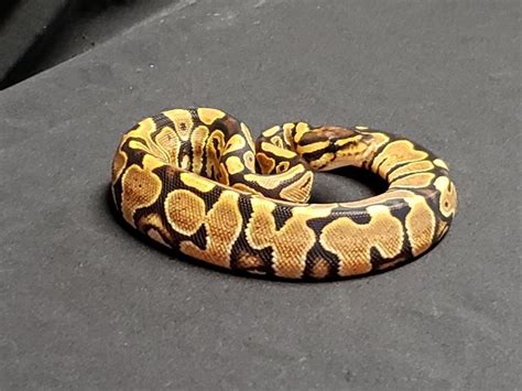 Image result for Lace Ball Python