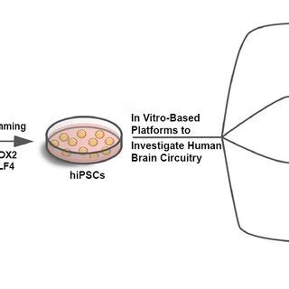 Brain Processing Unit 的图像结果
