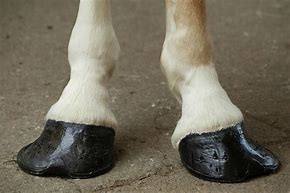 Image result for forelegs