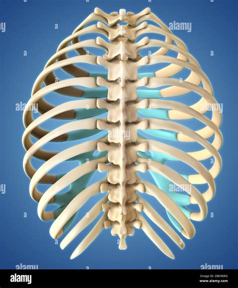 Rib Cage Anatomy Posterior View Thorax Injury Biomechanics Images And | sexiezpix Web Porn