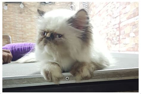 Pet Groomer (Call 9654505080) Pet Shop and Grooming Salon in Neeti Bagh ...