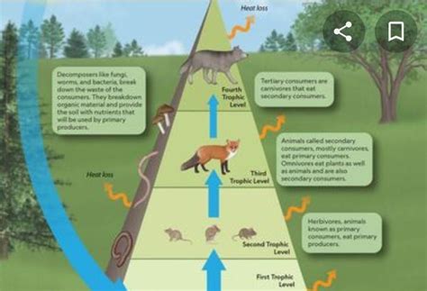 When energy flows through the food chain - Brainly.in