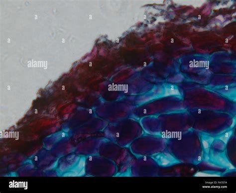 Beauty of Biology under microscopy Stock Photo - Alamy