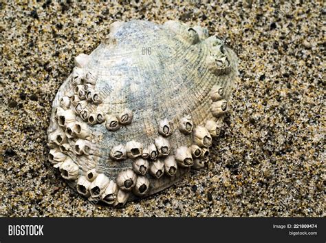 Image result for Calm Shell