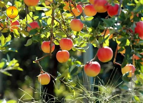 Grandson of Adam And Eve - Learn Islam - Quran Mualim 2025