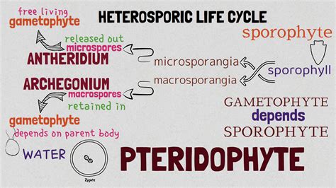 Image result for Pteridophytes Reproduction
