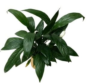 The Bonsai Plants Peace Lily Plant Price in India - Buy The Bonsai ...