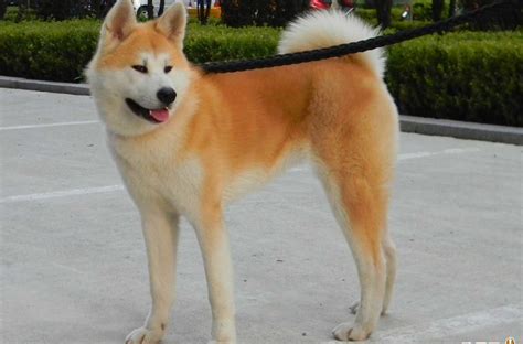 日本第一犬——秋田犬_玛塔吉