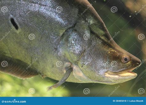 Clown knifefish stock photo. Image of fish, knifefish - 28485818