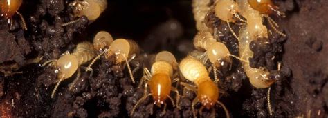 Image result for Formosan Termite Alate