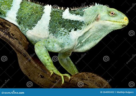 Fiji Crested Lguana Brachylophus Vitiensis Stock Photo - Image of lguana, herbivorous: 264092452