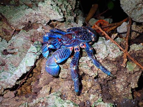 Image result for Java Island at Night