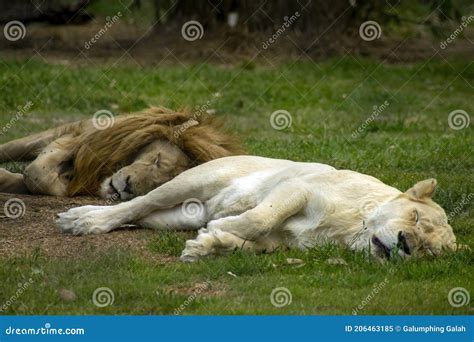 African Lion Scientific Name Panthera Leo Stock Image - Image of grass ...