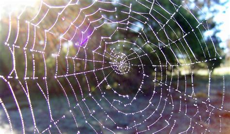 Spider silk could be used as robotic muscle- The Week