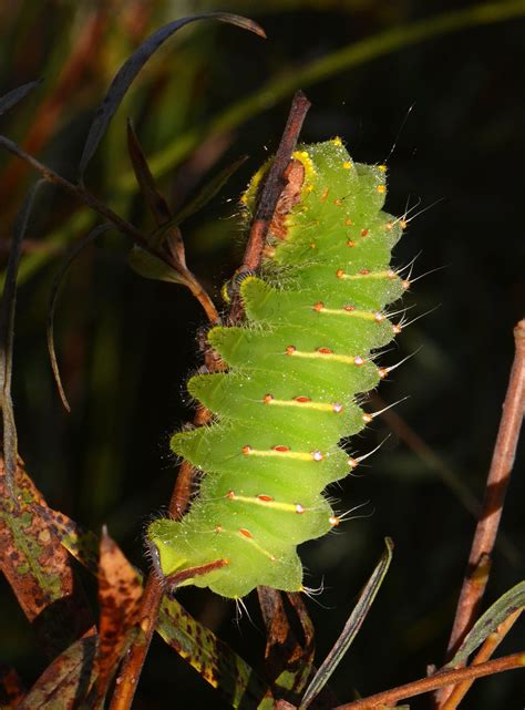 August Nature Almanac: Polyphemus Moths Spin Summer Magic — Boulder ...