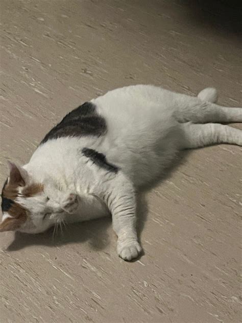 Post pregnancy belly : r/Chonkers