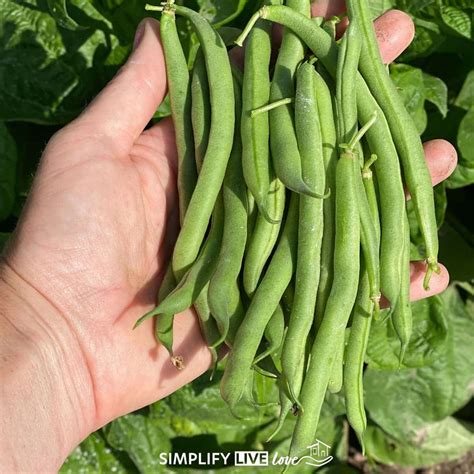 Image result for String Beans Plant