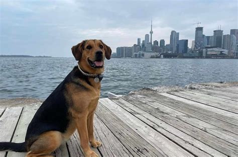 A Rottweiler Golden Retriever Mix: The Pawfect Combination