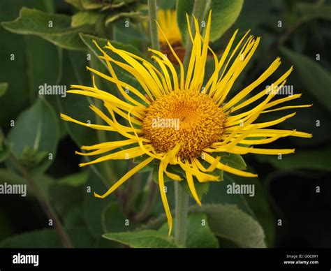 Flowers and colours Stock Photo - Alamy