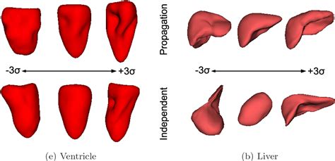 Image result for OpenGL Statistical Shape Model